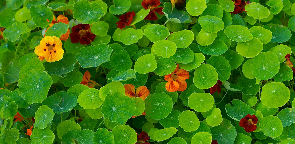 nasturtium leaves and flowers