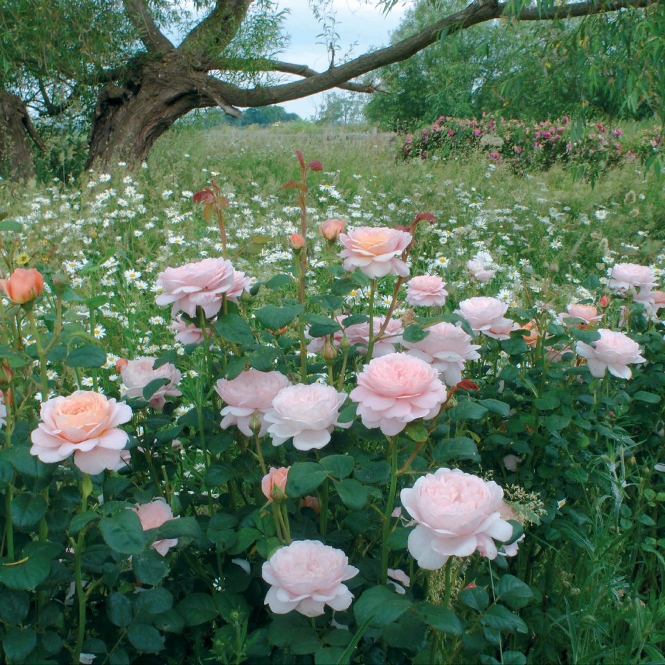 English rose planted amount perennials-Queen of Sweden