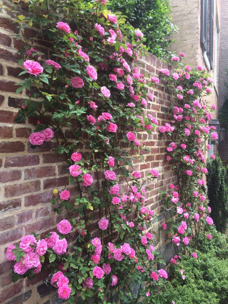 03 climbing roses on brick wall - Surrounds Landscape Architecture