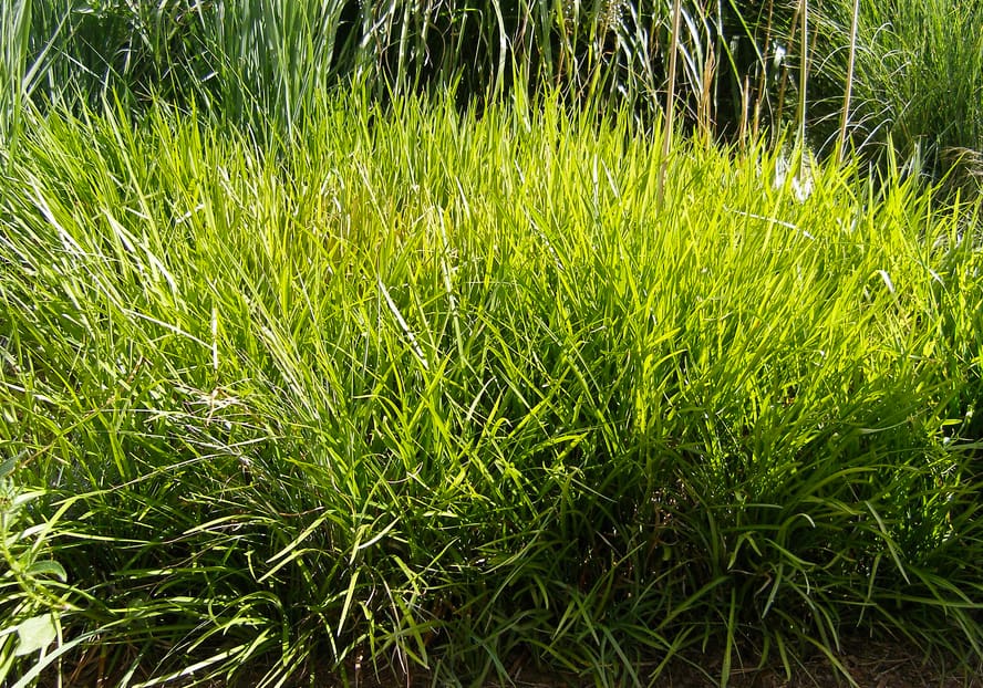 lilyturf alternatives maintenance lawn grass low liriope aka