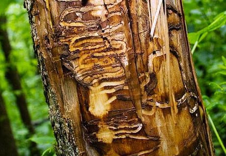 tree damaged caused by boring insects