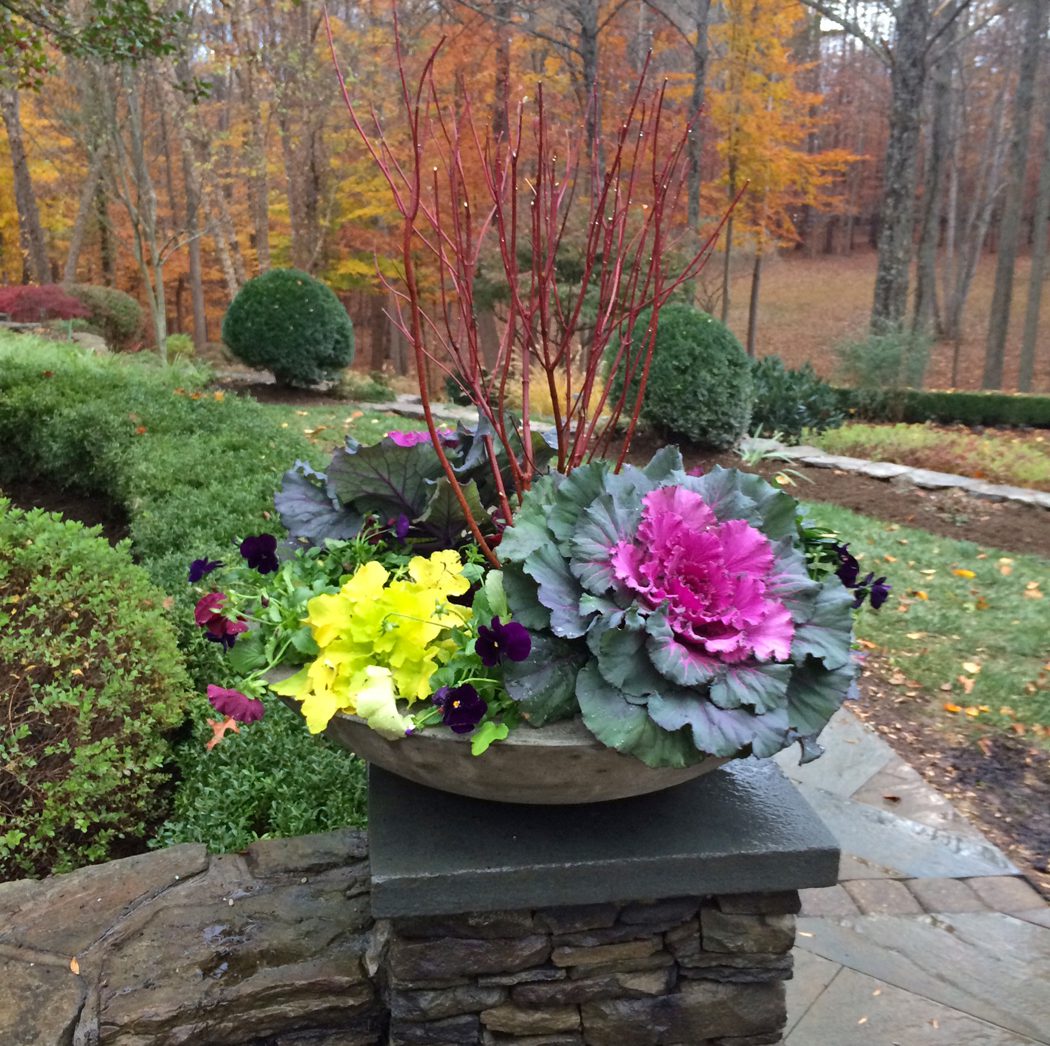 fall season container display-ornamental cabbage