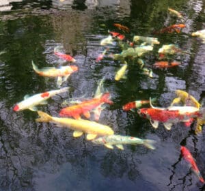 koi fish feeding