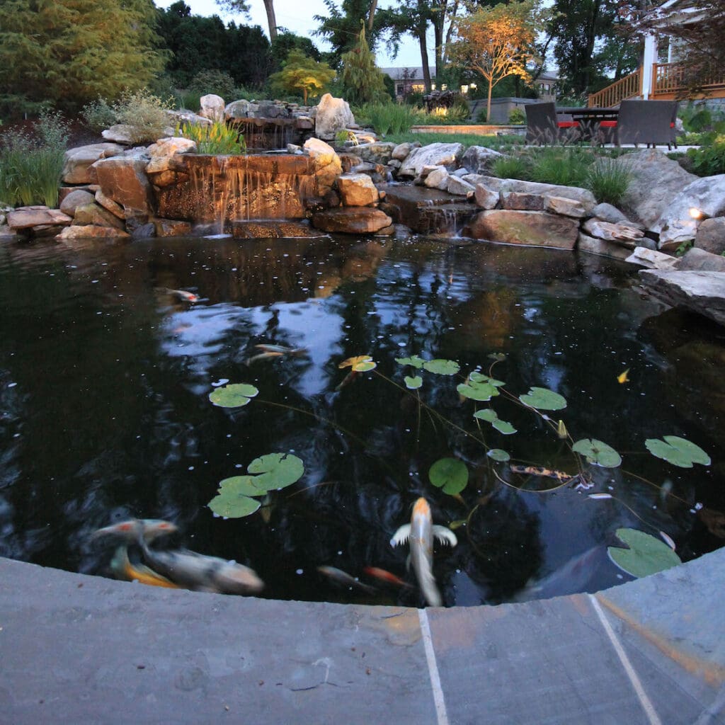 winged koi fish in a koi pond