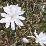 star magnolia flower