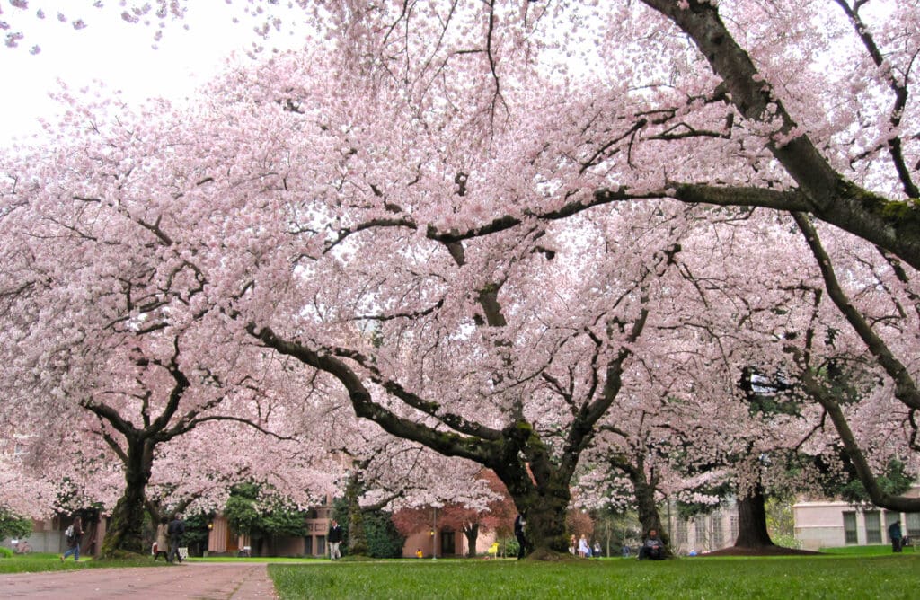 Yoshino Cherry