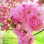 Kwanzan cherry blossom