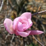Jane Magnolia flower