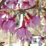 Okame Cherry blossom