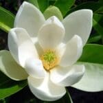 Sweetbay Magnolia
