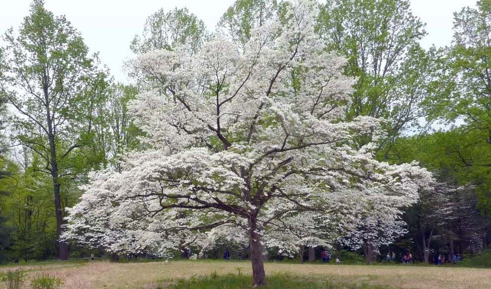 cornus florida dogwood