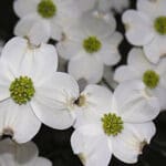 cornus florida blossom