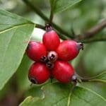 cornus florida dogwood fruit