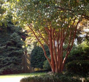Natchez Crape Myrtle