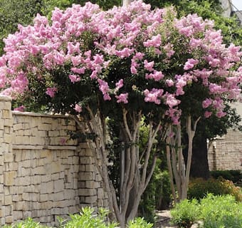 Potomac Crape Myrtle