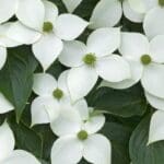 Cornus Kousa Chinese dogwood blossoms