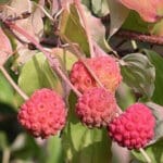 Cornus Kousa Chinese dogwood fruit