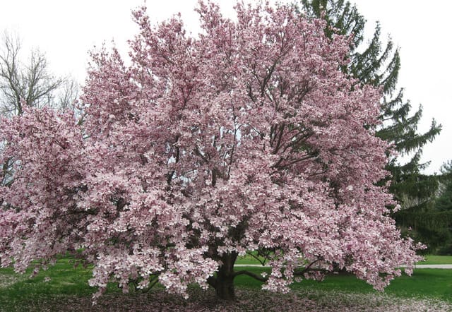 saucer magnolia in full bloom