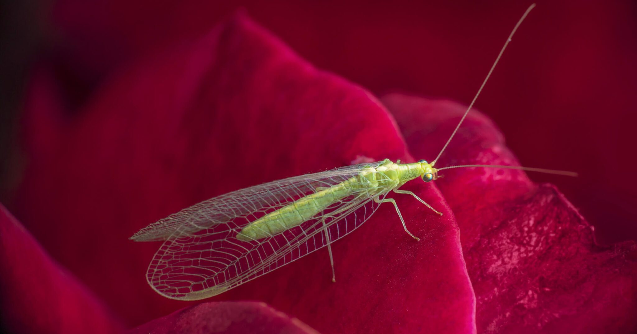 green lacewing on a rose petal