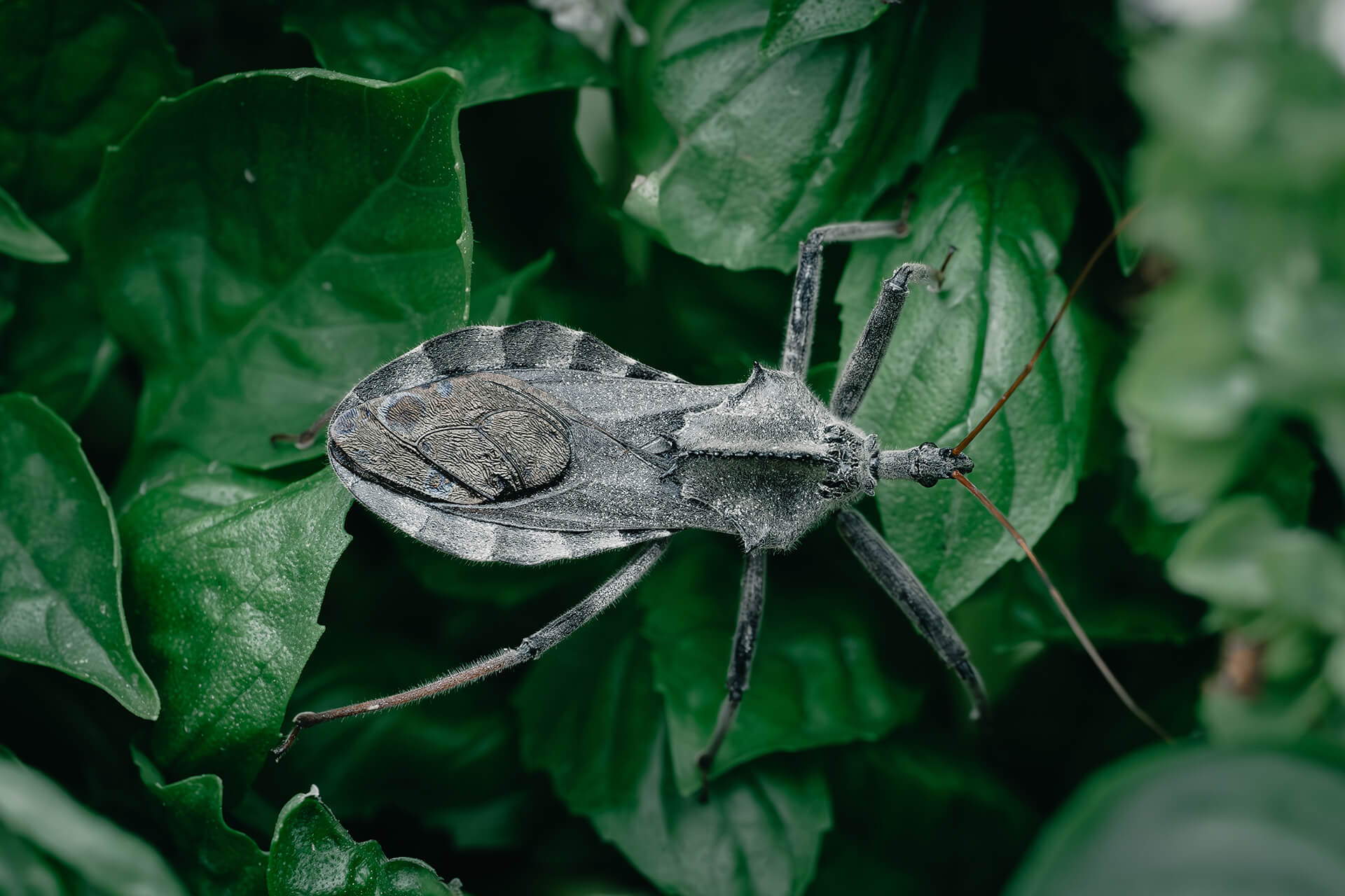 assassin bug on green foliage