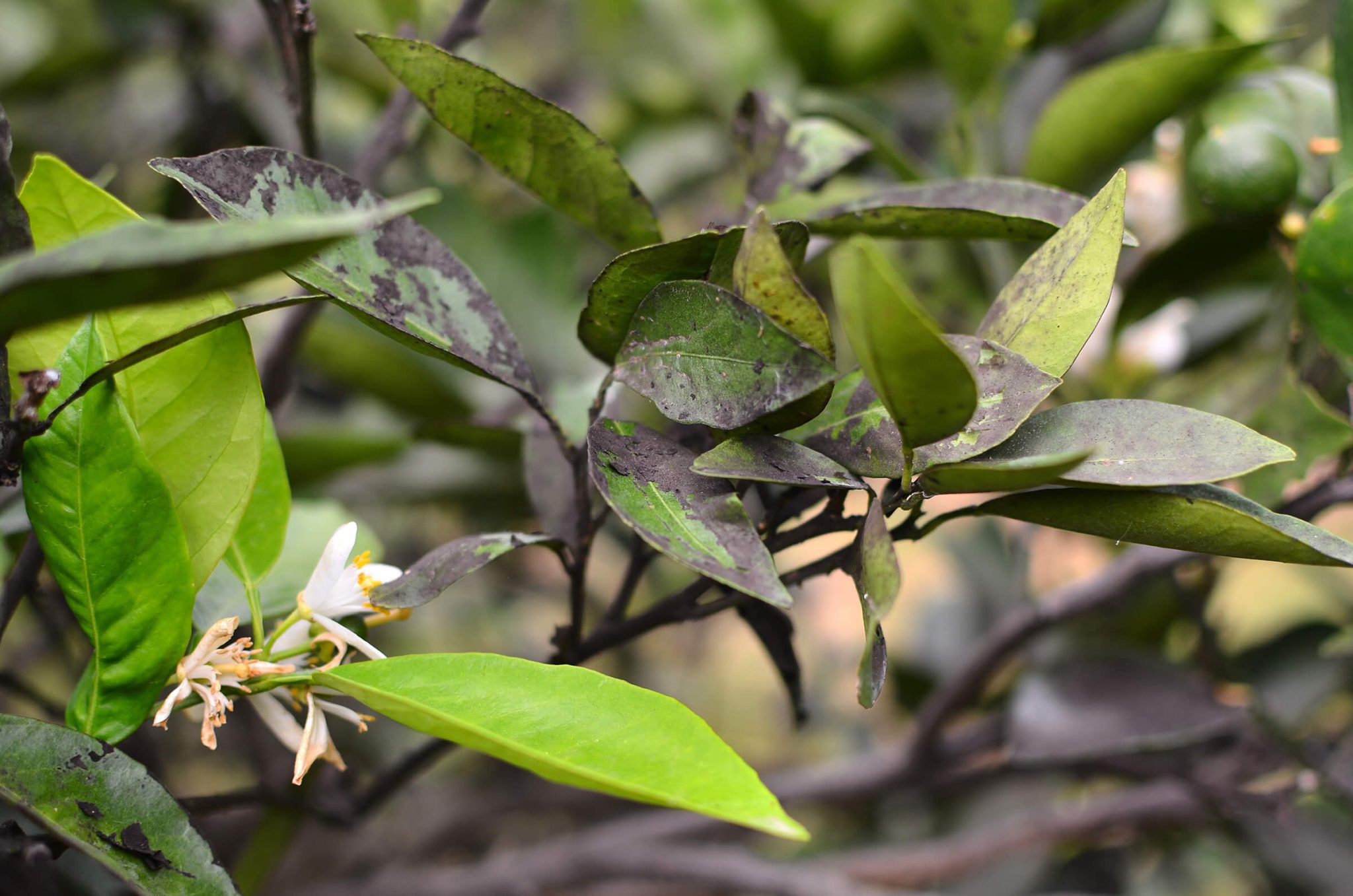 sooty mold on citrus tree foliage