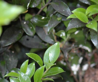 sooty mold garden plant disease