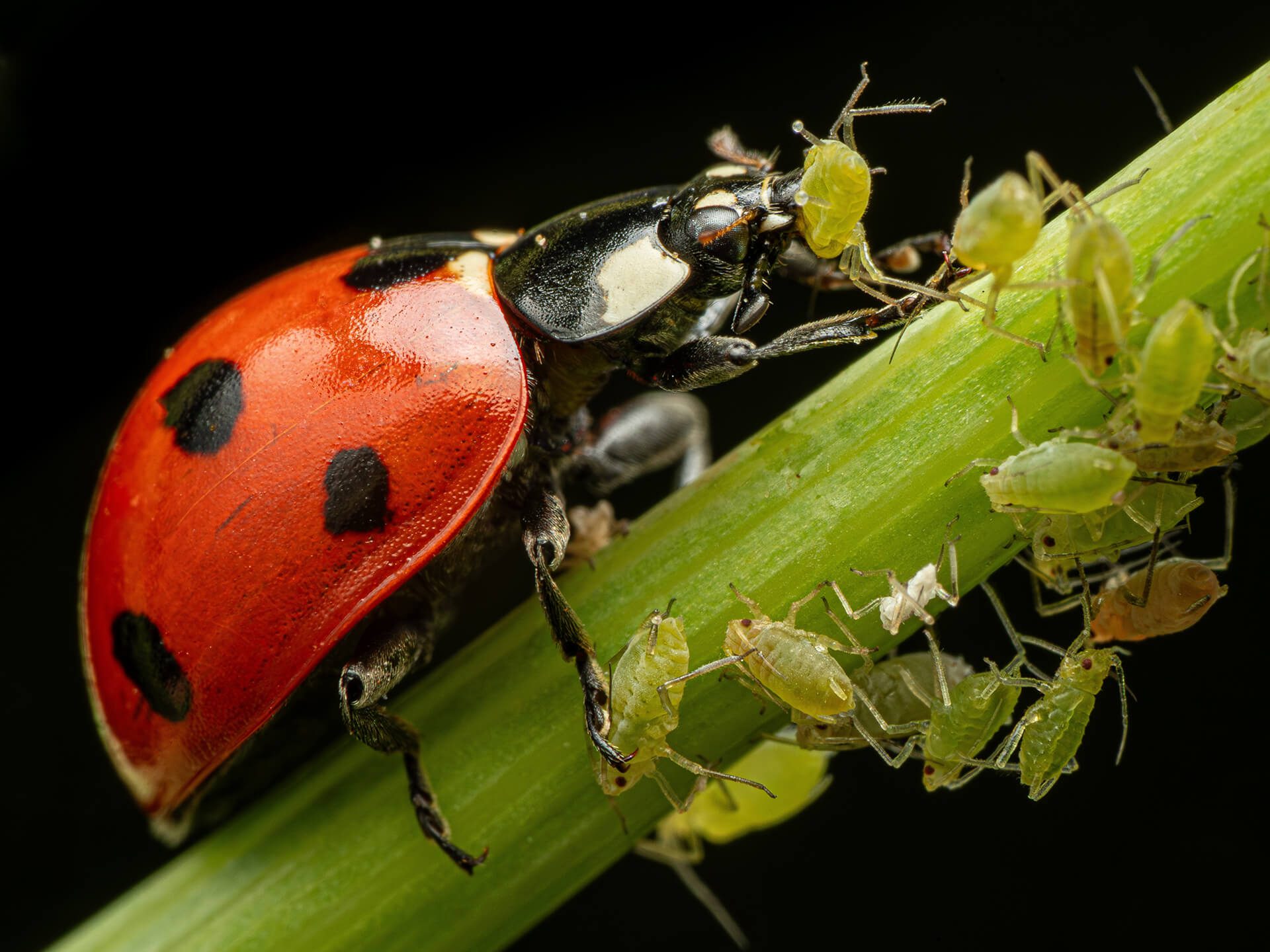 ladybug feasting on aphids