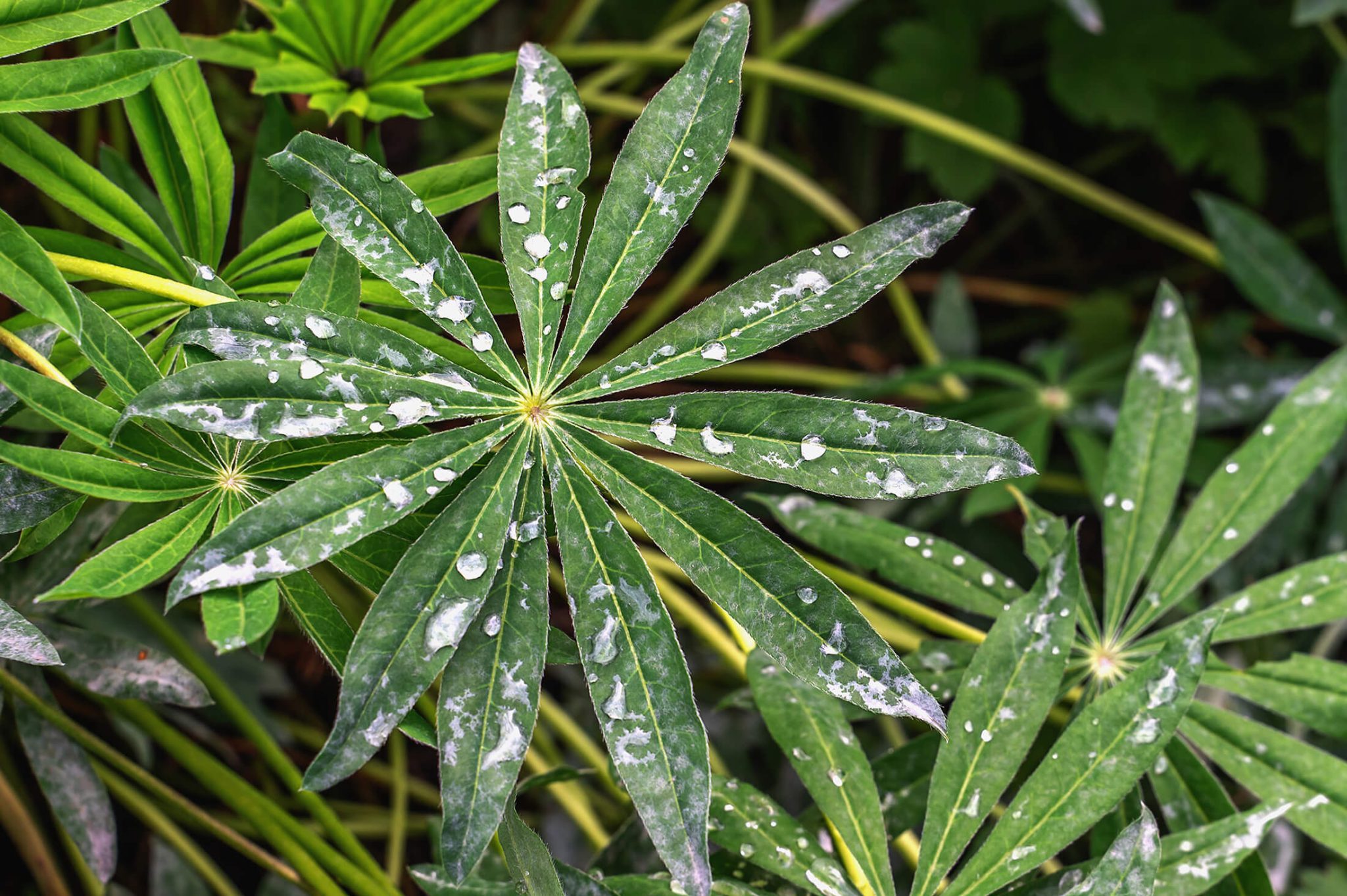 powdery mildew on lupine leaves