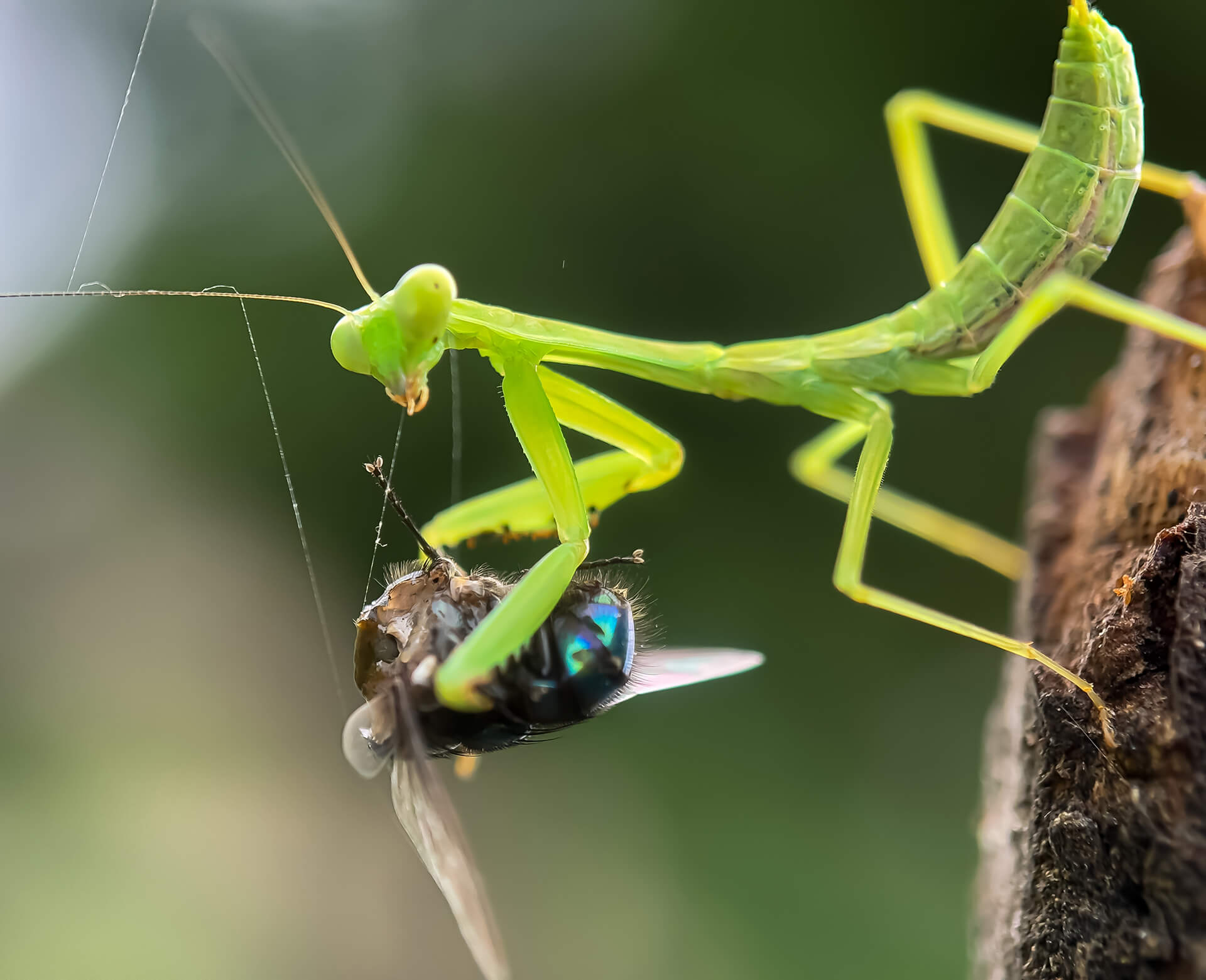 praying mantis eating a fly