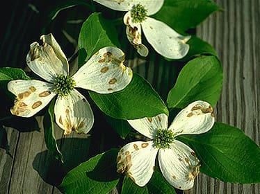 anthracnose