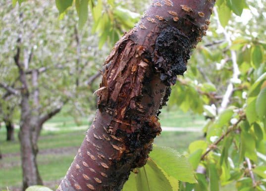 cherry tree canker