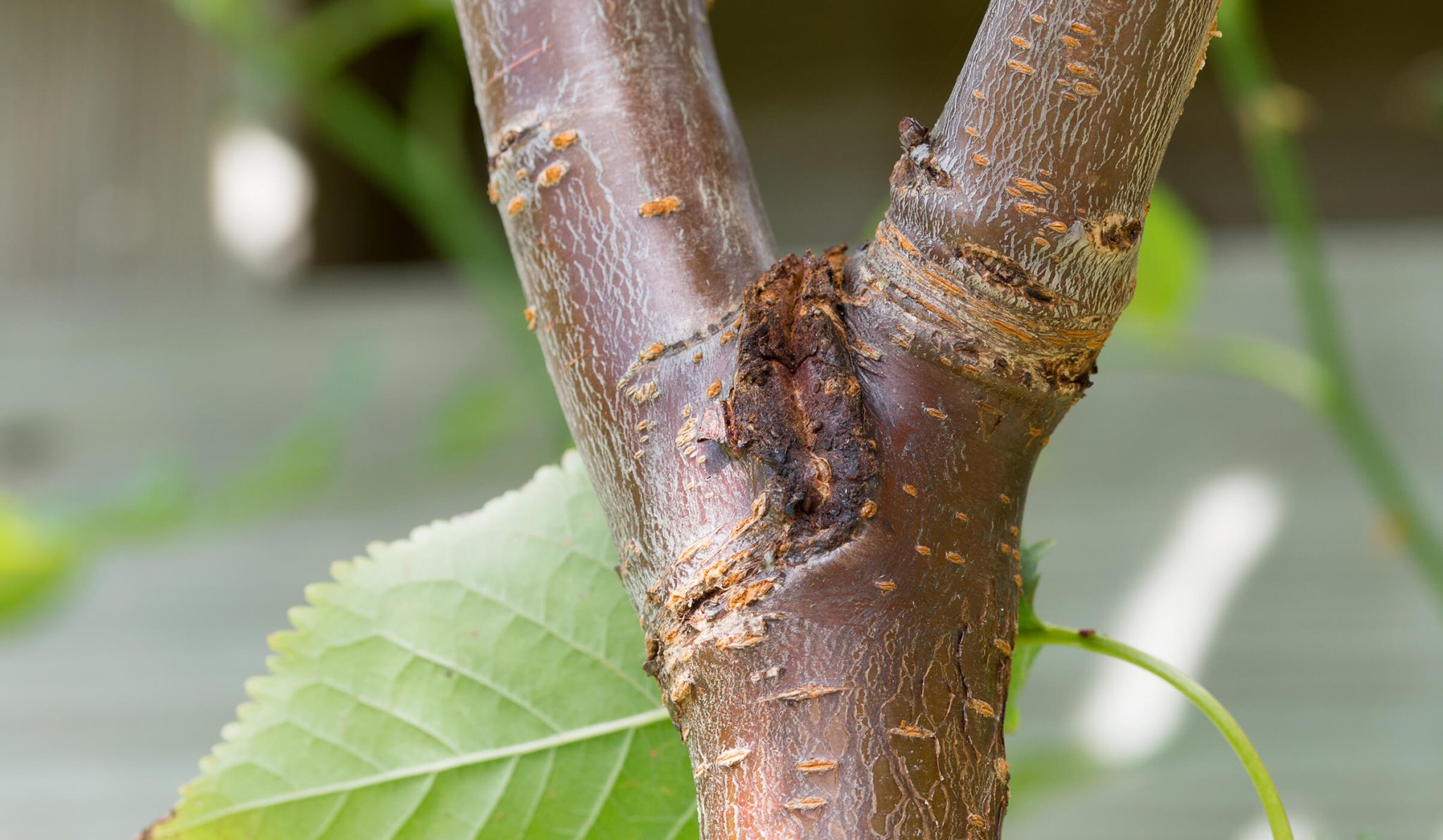 canker in a notch of a cherry tree