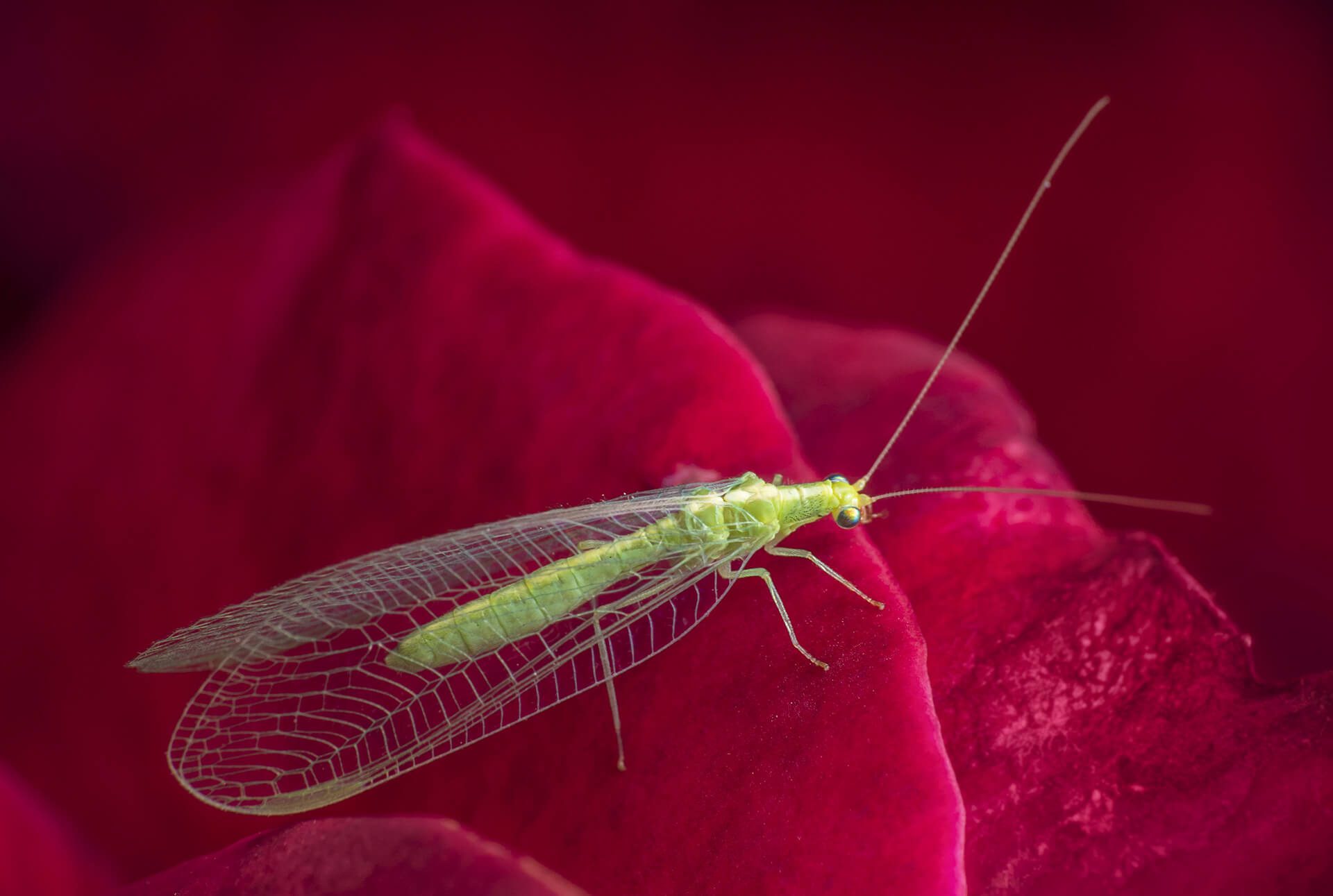 green lacewing on a rose petal