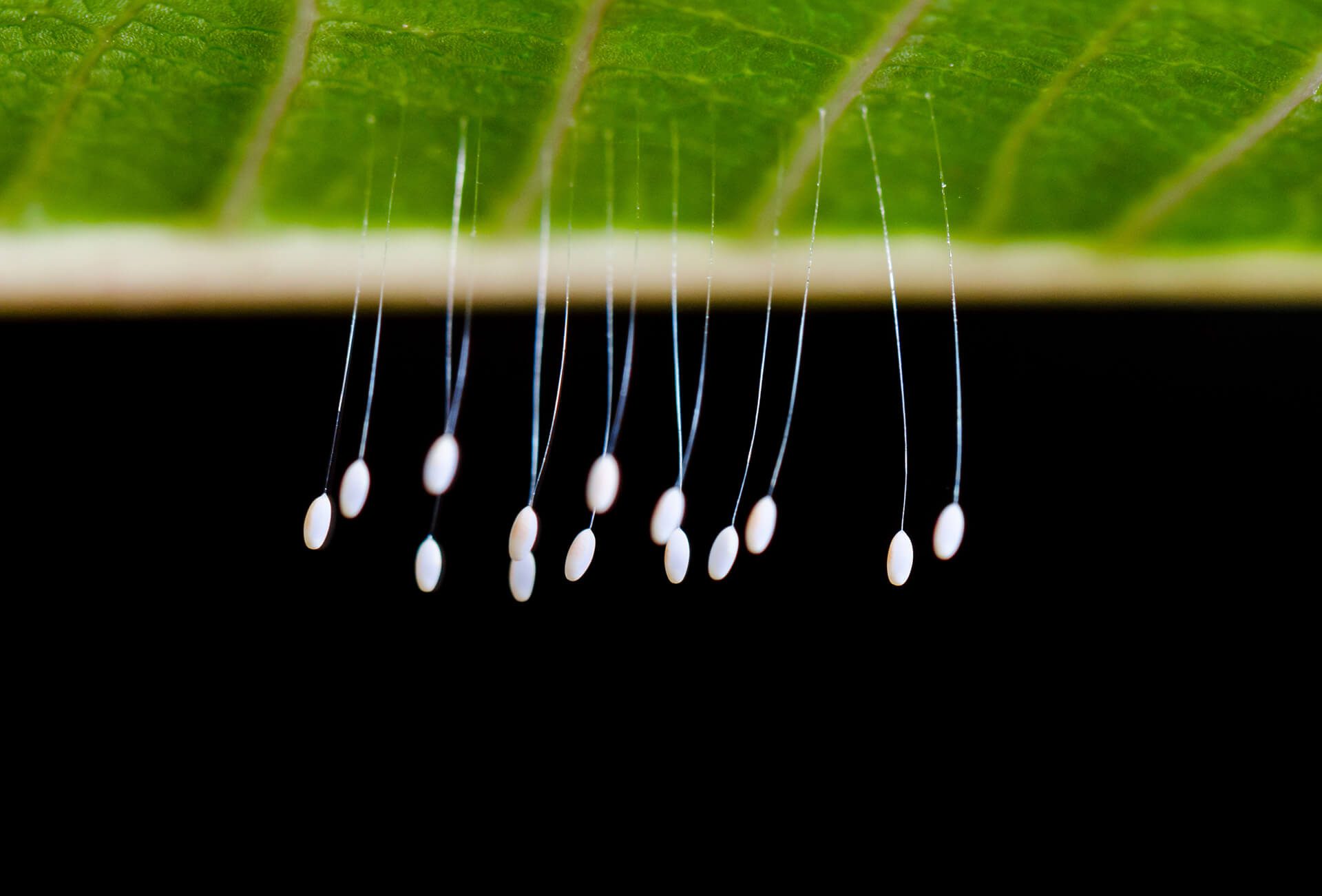 lacewing eggs hanign from a leaf