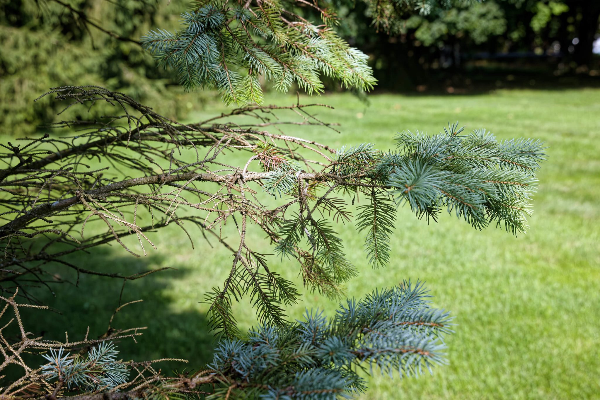 blue spruce with needle cast damage