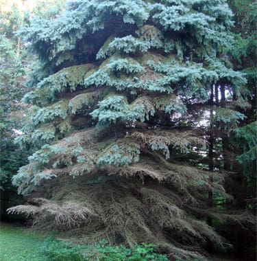 needle cast die back