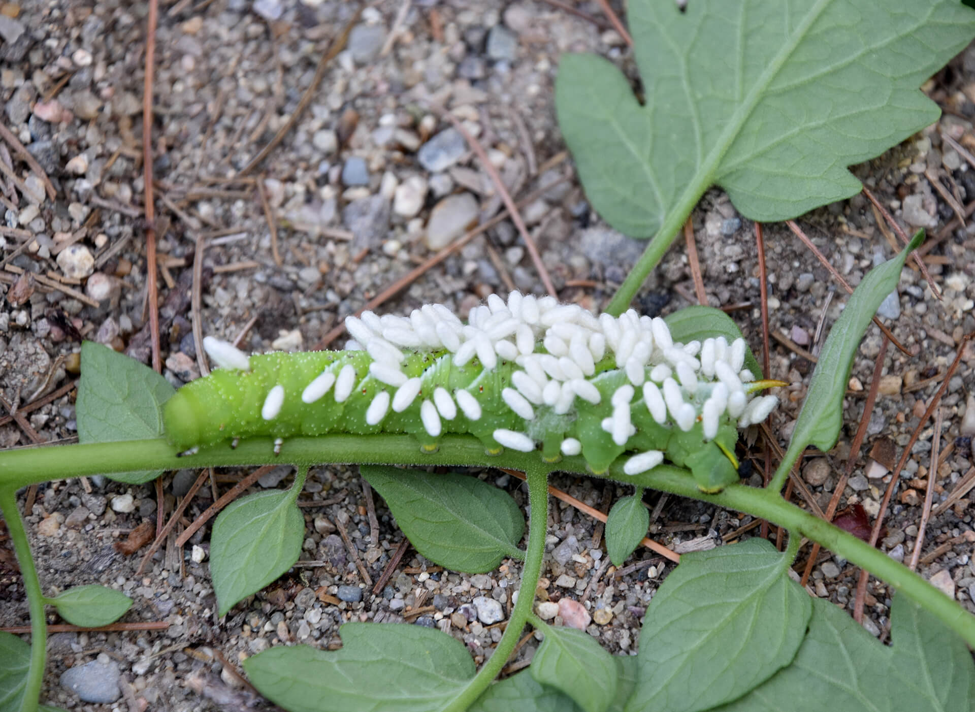 parasitic wasp larvae devouring a caterpillar