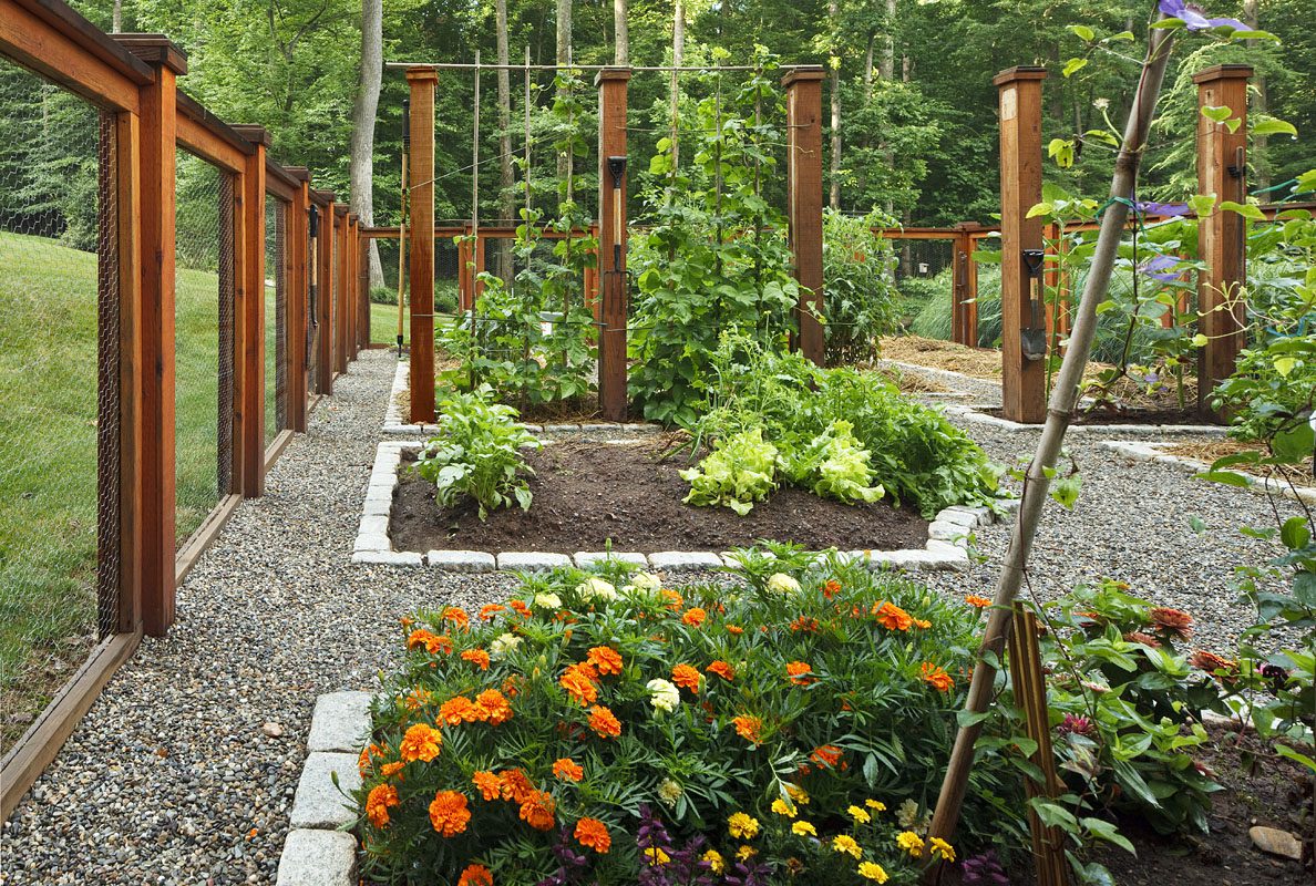 A backyard vegetable garden protectdc by deer fencing