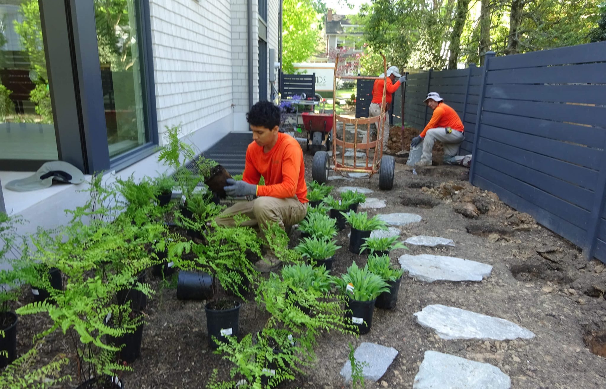 landscape maintnenacre crew planting ferns