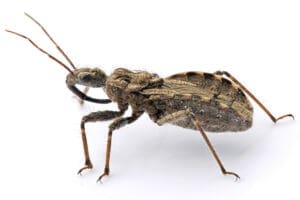 assassin bug