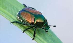 japanese beetle