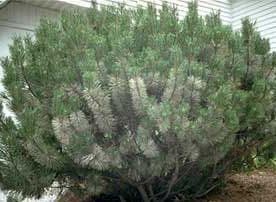 pine needle scale bugs