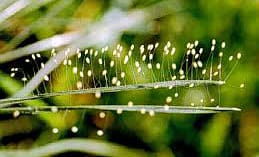 lacewing fly eggs