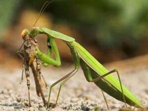 praying mantis by Jon Brierly