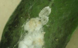 Mealy Bugs