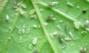 Aphids on crape myrtle leaf