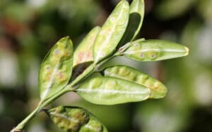 boxwood leaf miner damage
