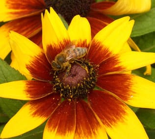 honey bee on flower head by Bob Donnan