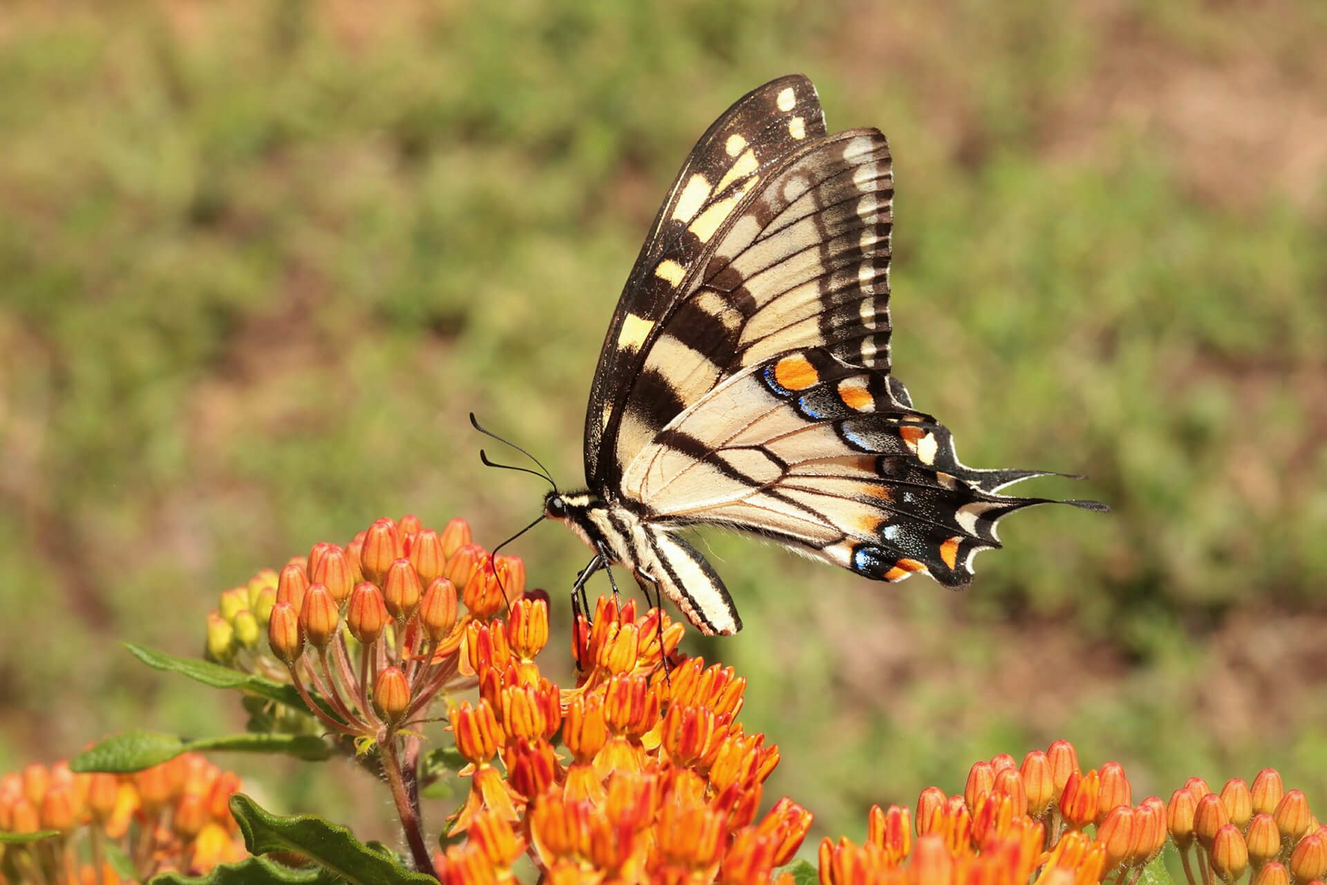 tiger swallowtail butterfly