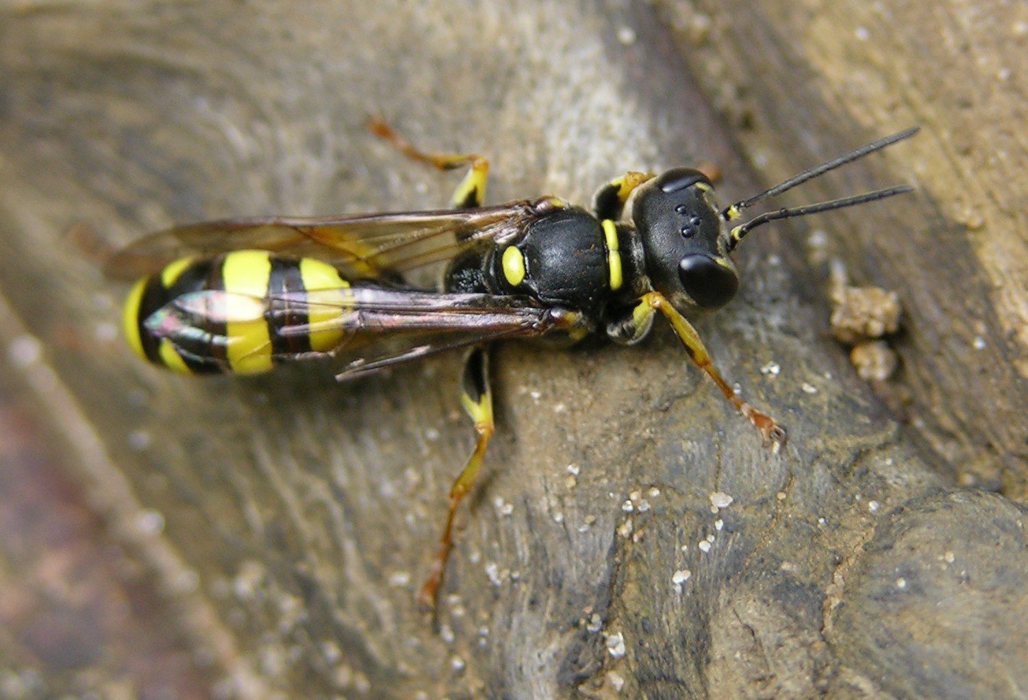 parasitic wasp is. a beneficial garden insect